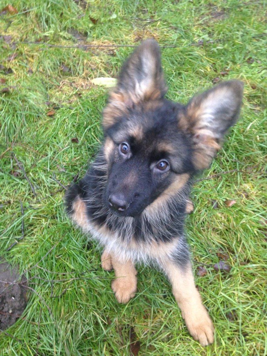 Schæferhund Nikita billede 22