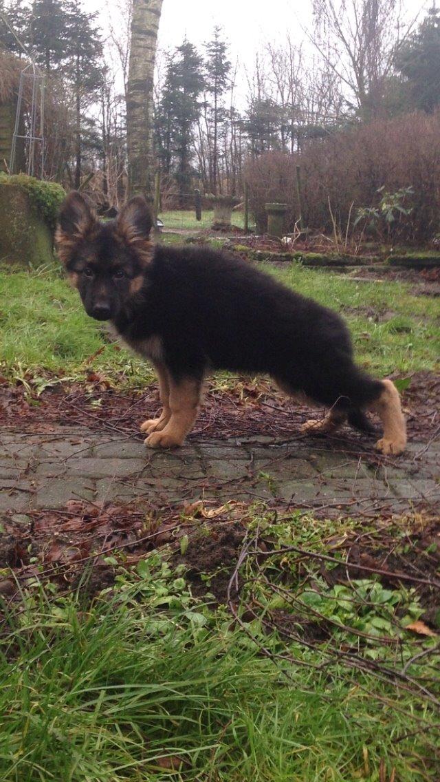 Schæferhund Nikita billede 19