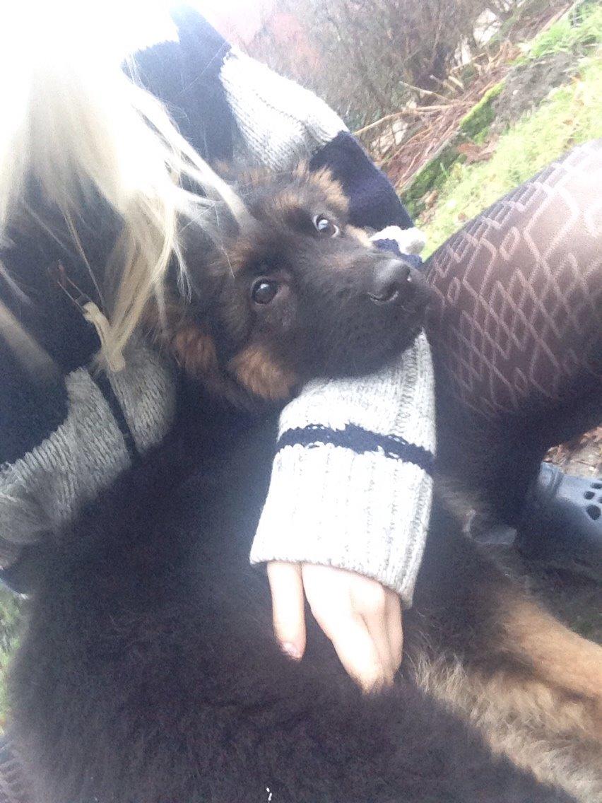 Schæferhund Nikita billede 23