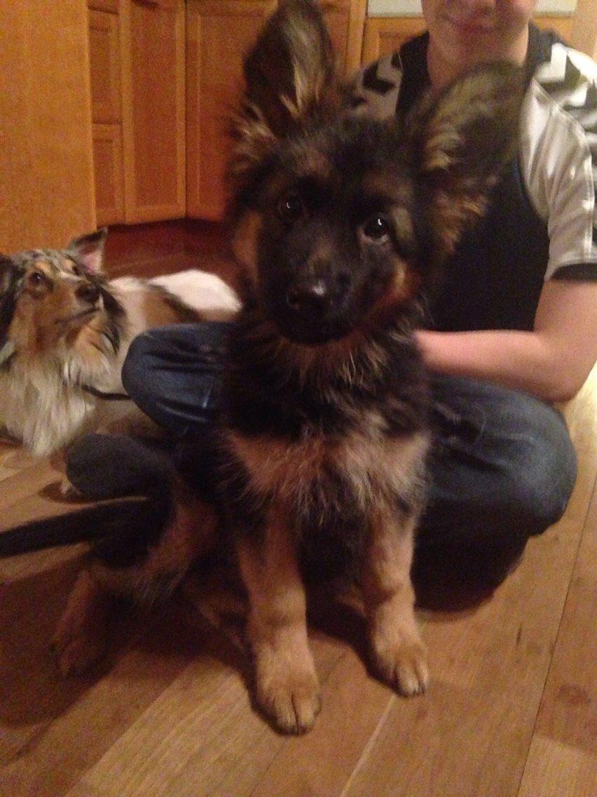 Schæferhund Nikita billede 24