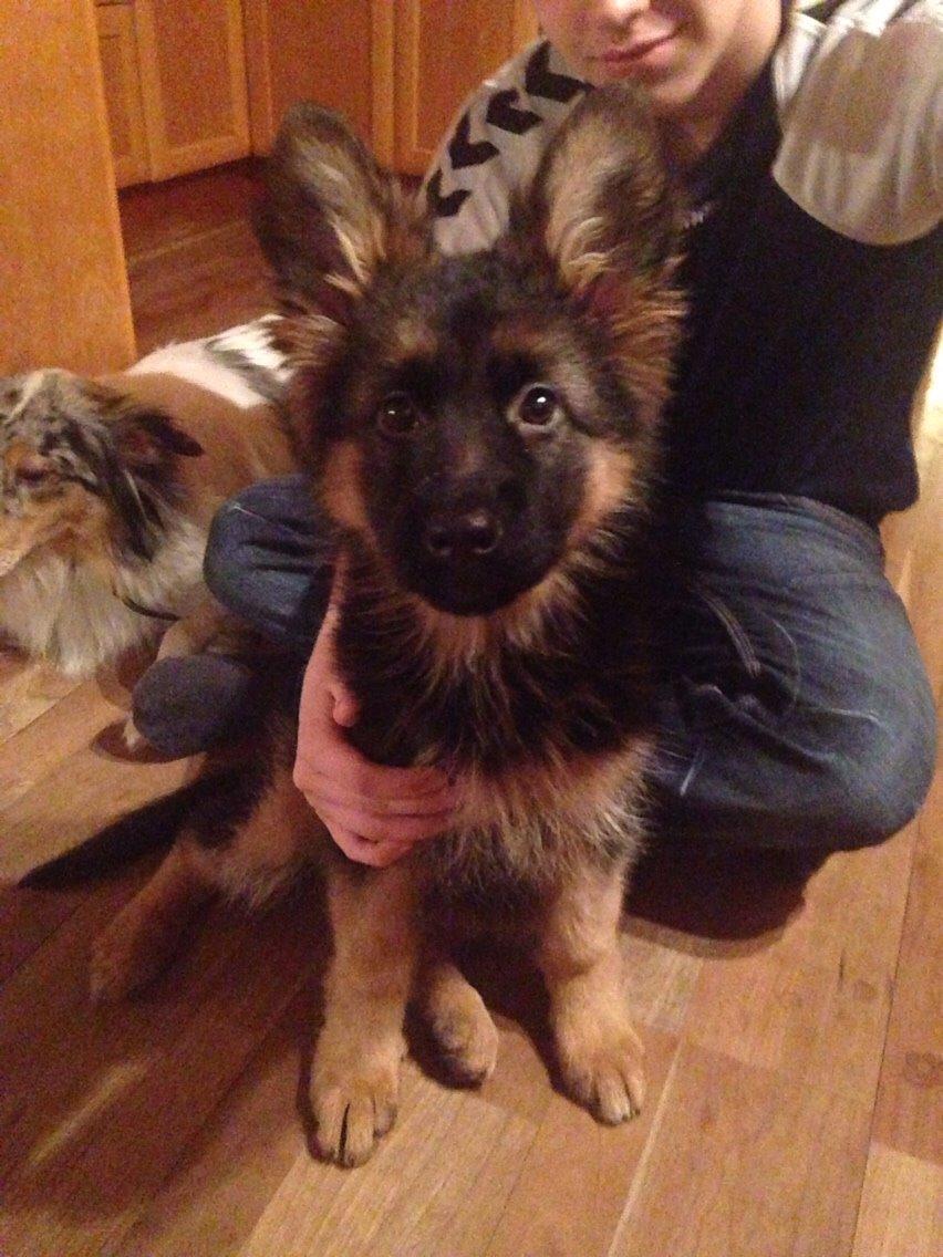 Schæferhund Nikita billede 25