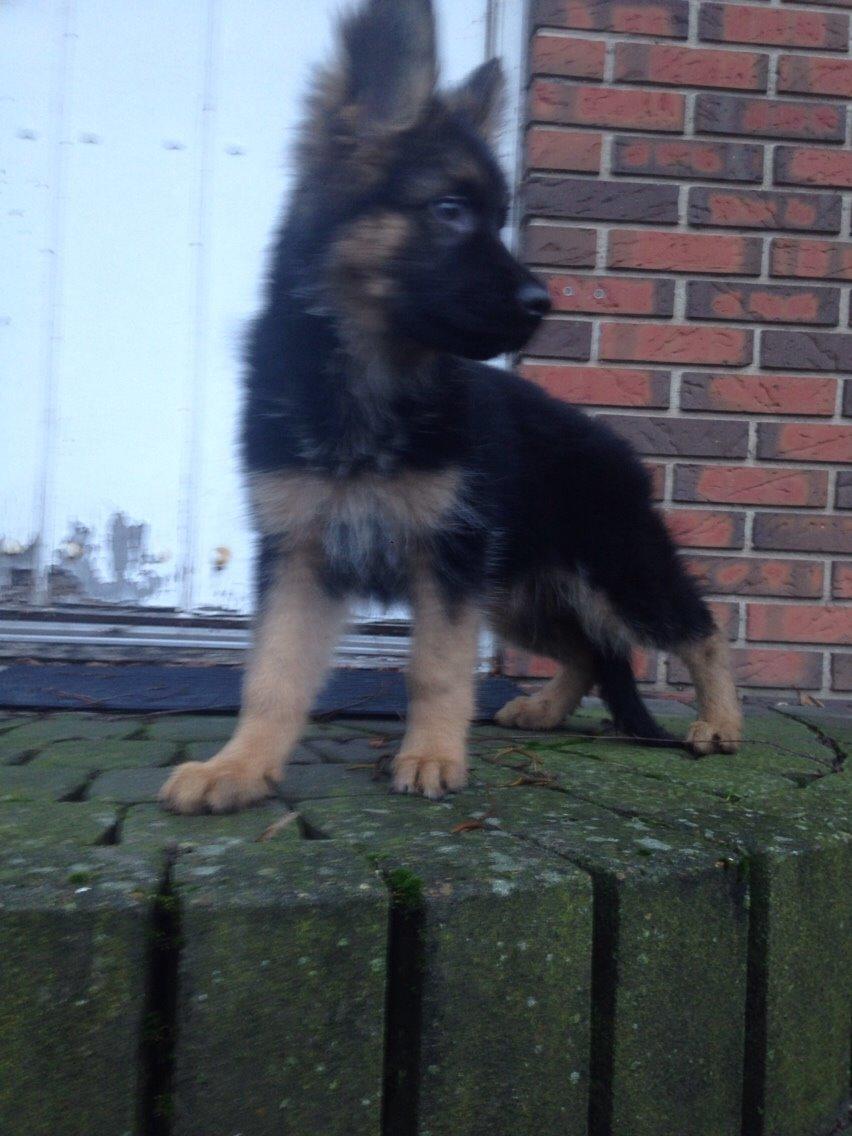 Schæferhund Nikita billede 26