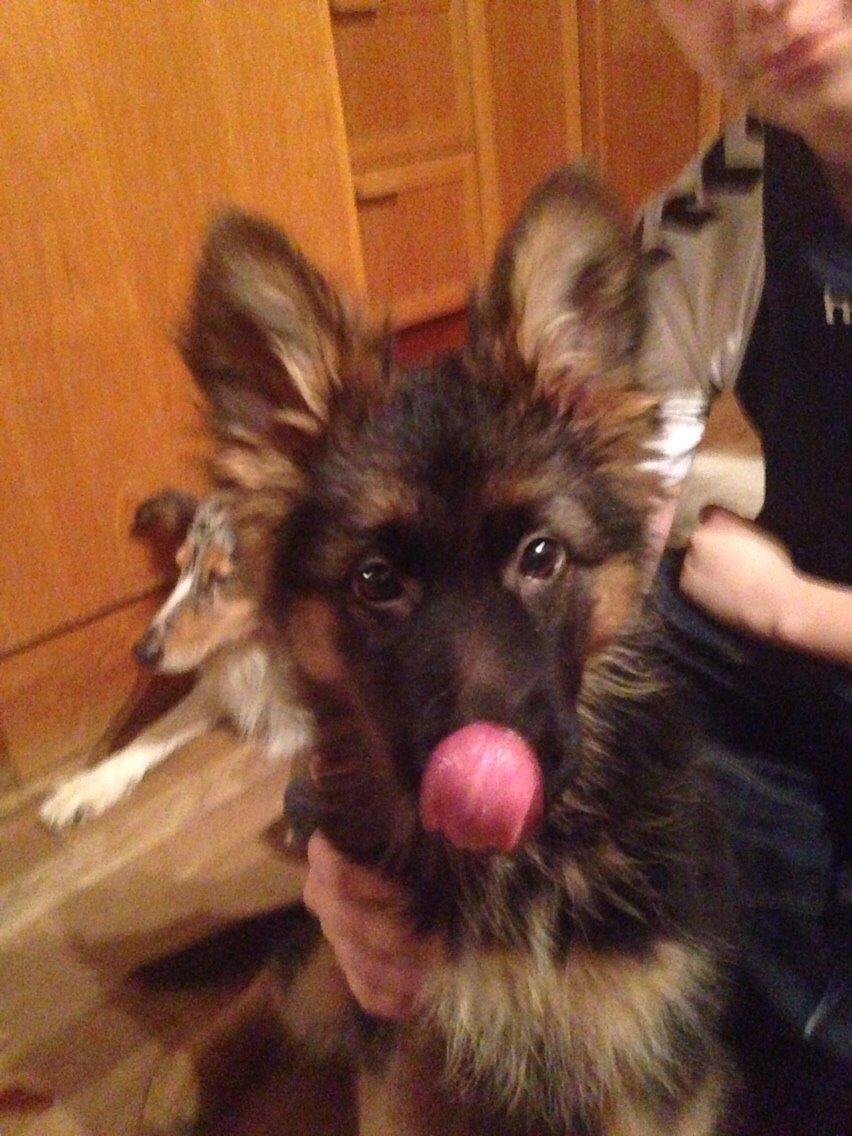 Schæferhund Nikita billede 20