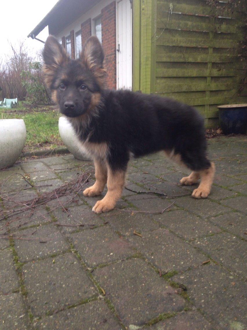 Schæferhund Nikita billede 21