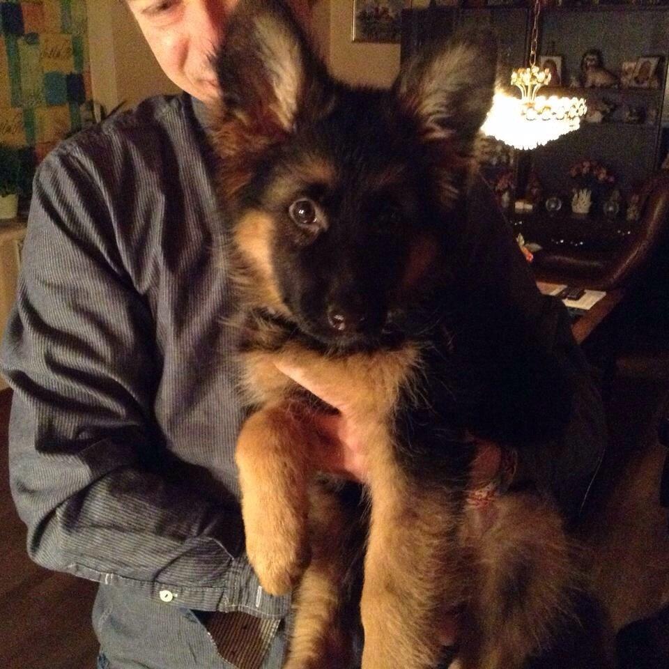 Schæferhund Nikita billede 27