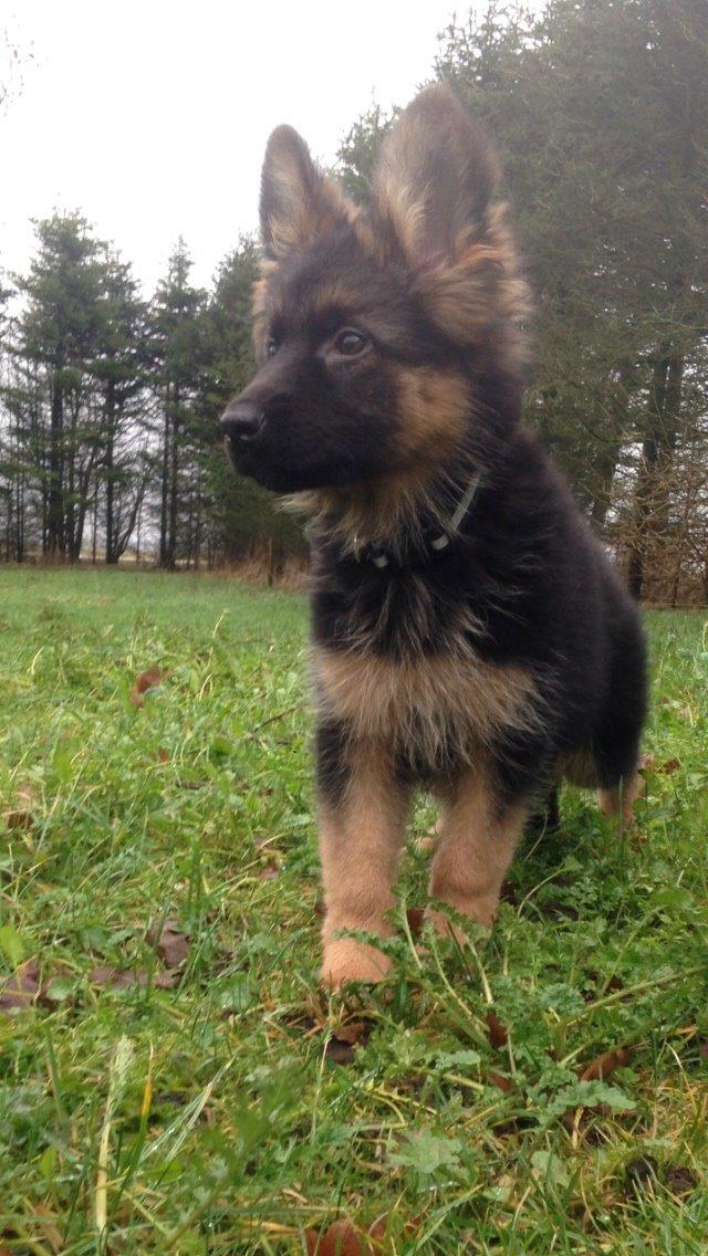 Schæferhund Nikita billede 30