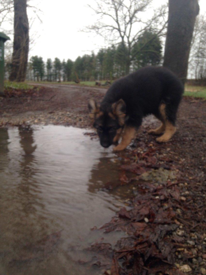 Schæferhund Nikita billede 31