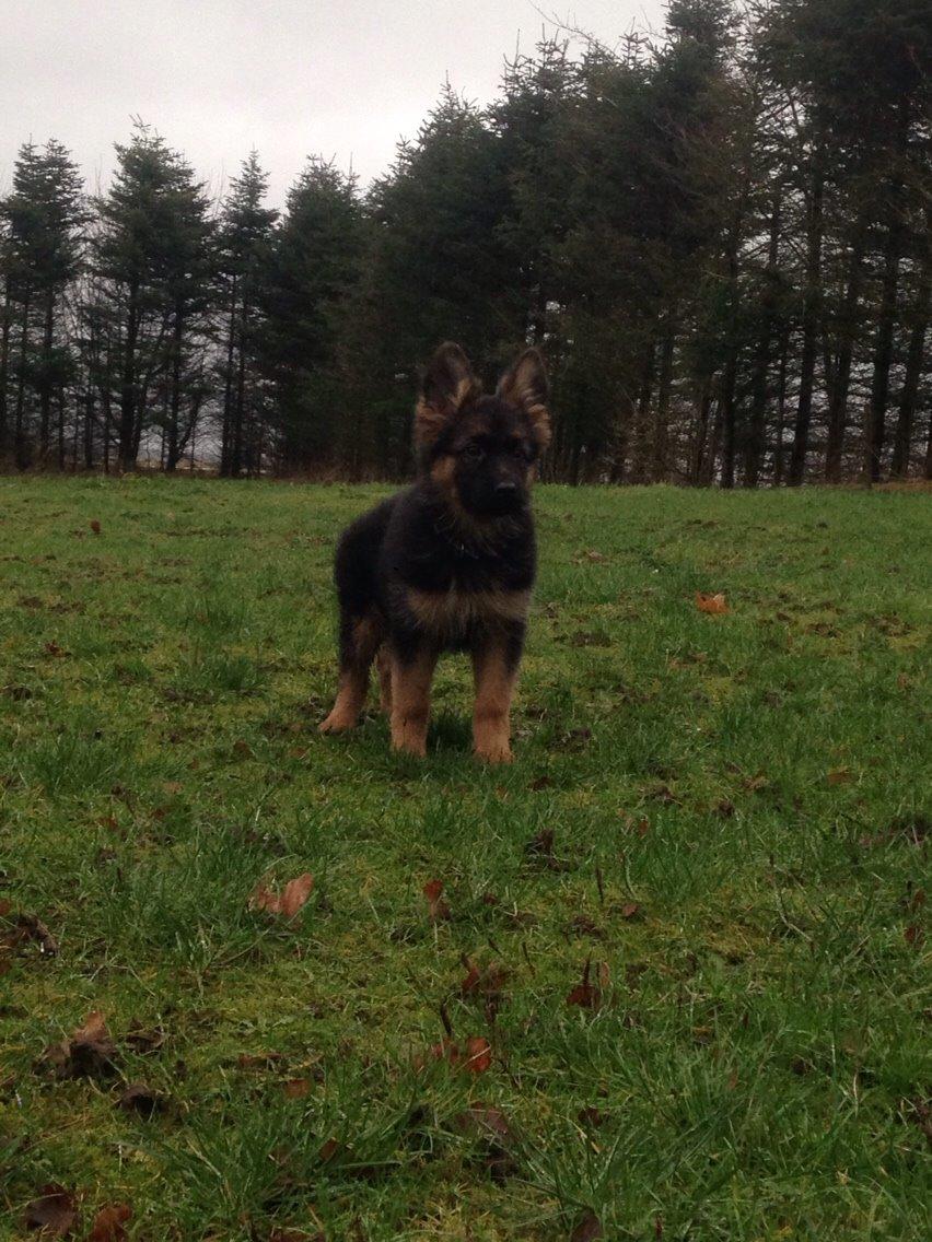 Schæferhund Nikita billede 32