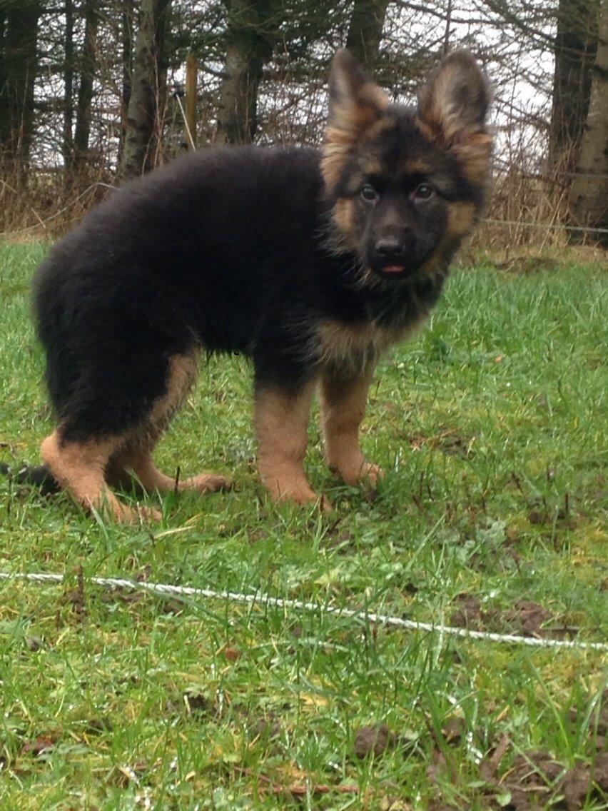 Schæferhund Nikita billede 34