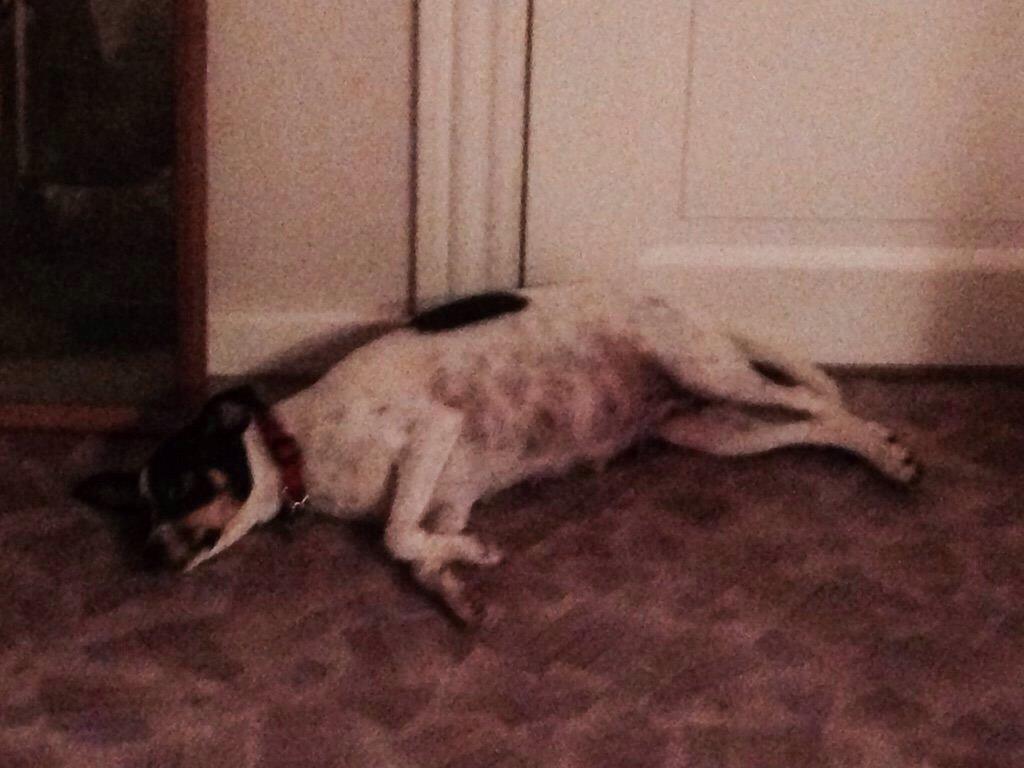 Dansk svensk gaardhund Bella billede 16