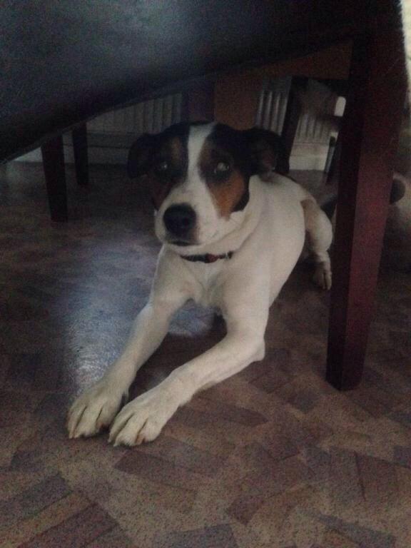 Dansk svensk gaardhund Plet billede 7