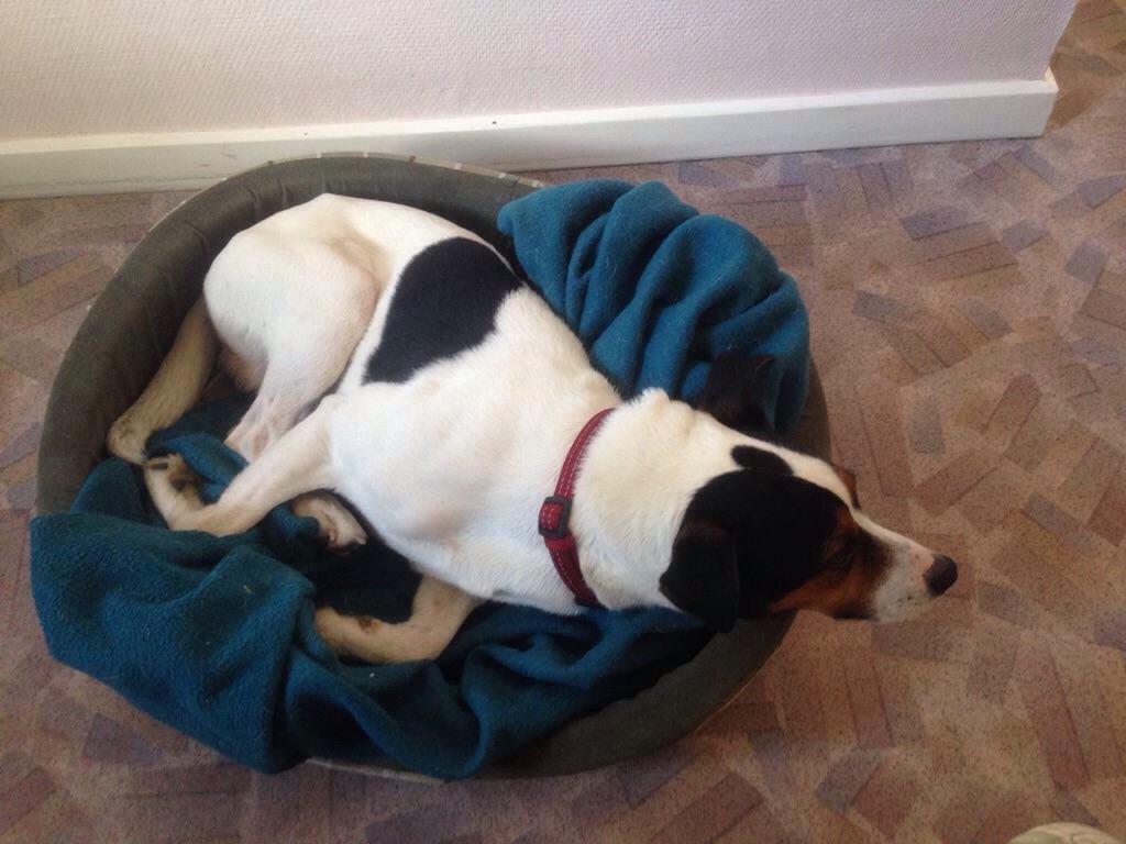 Dansk svensk gaardhund Plet billede 6