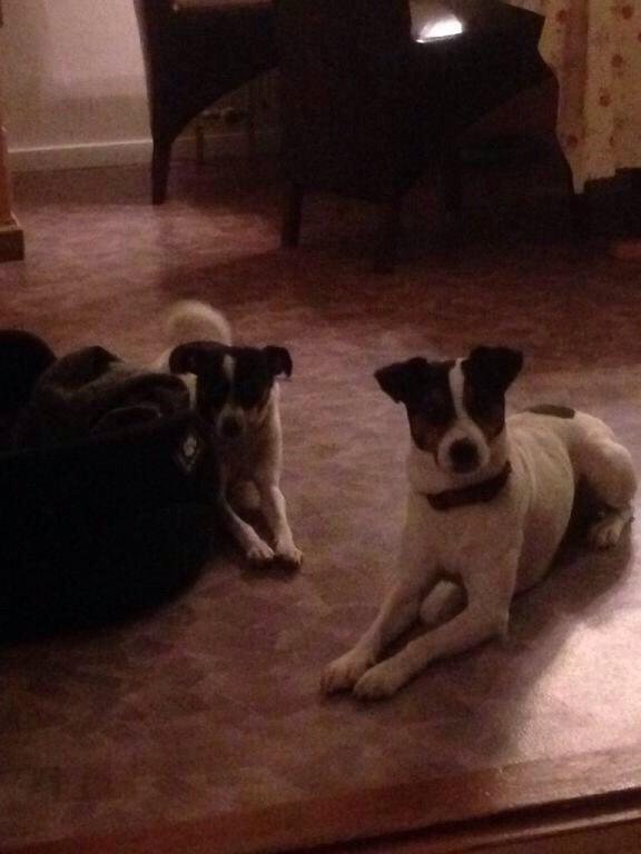 Dansk svensk gaardhund Plet billede 8