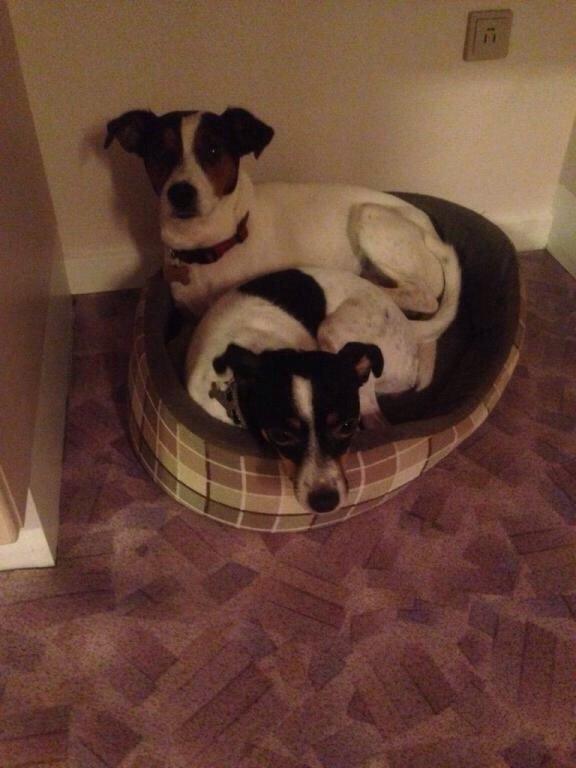 Dansk svensk gaardhund Plet billede 9