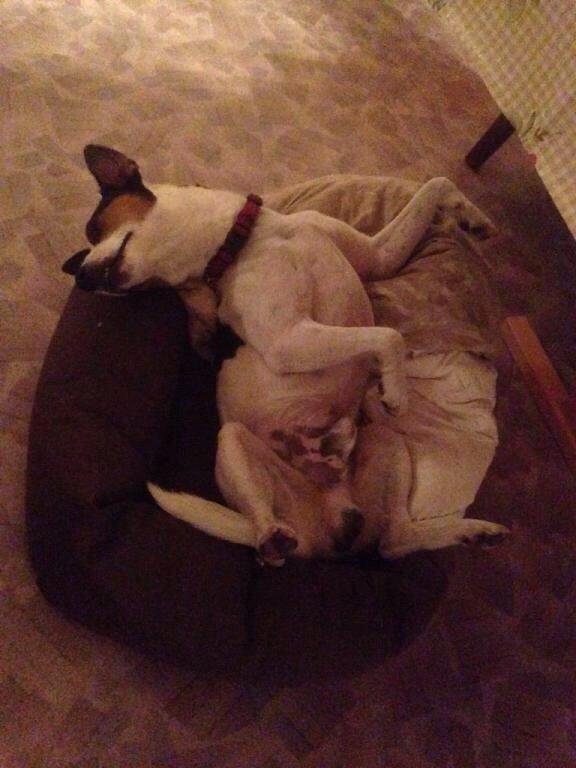 Dansk svensk gaardhund Plet billede 10