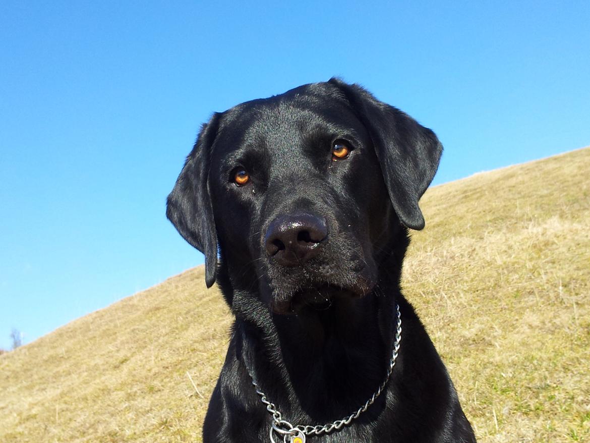 Labrador retriever Sacho billede 2