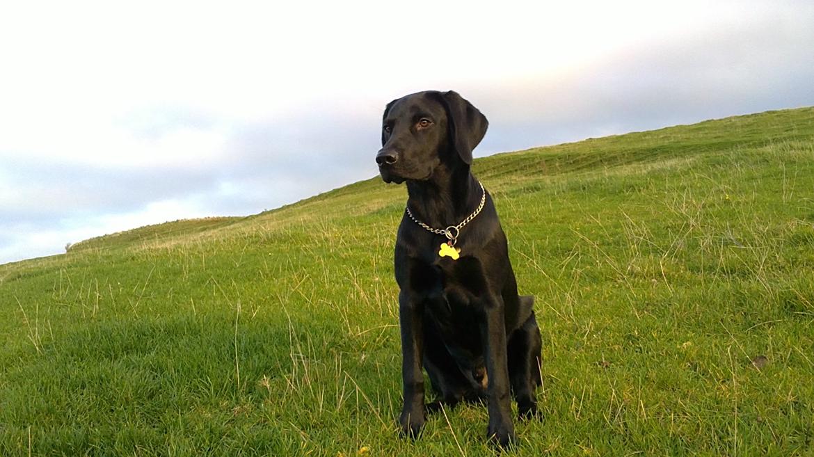 Labrador retriever Sacho billede 3