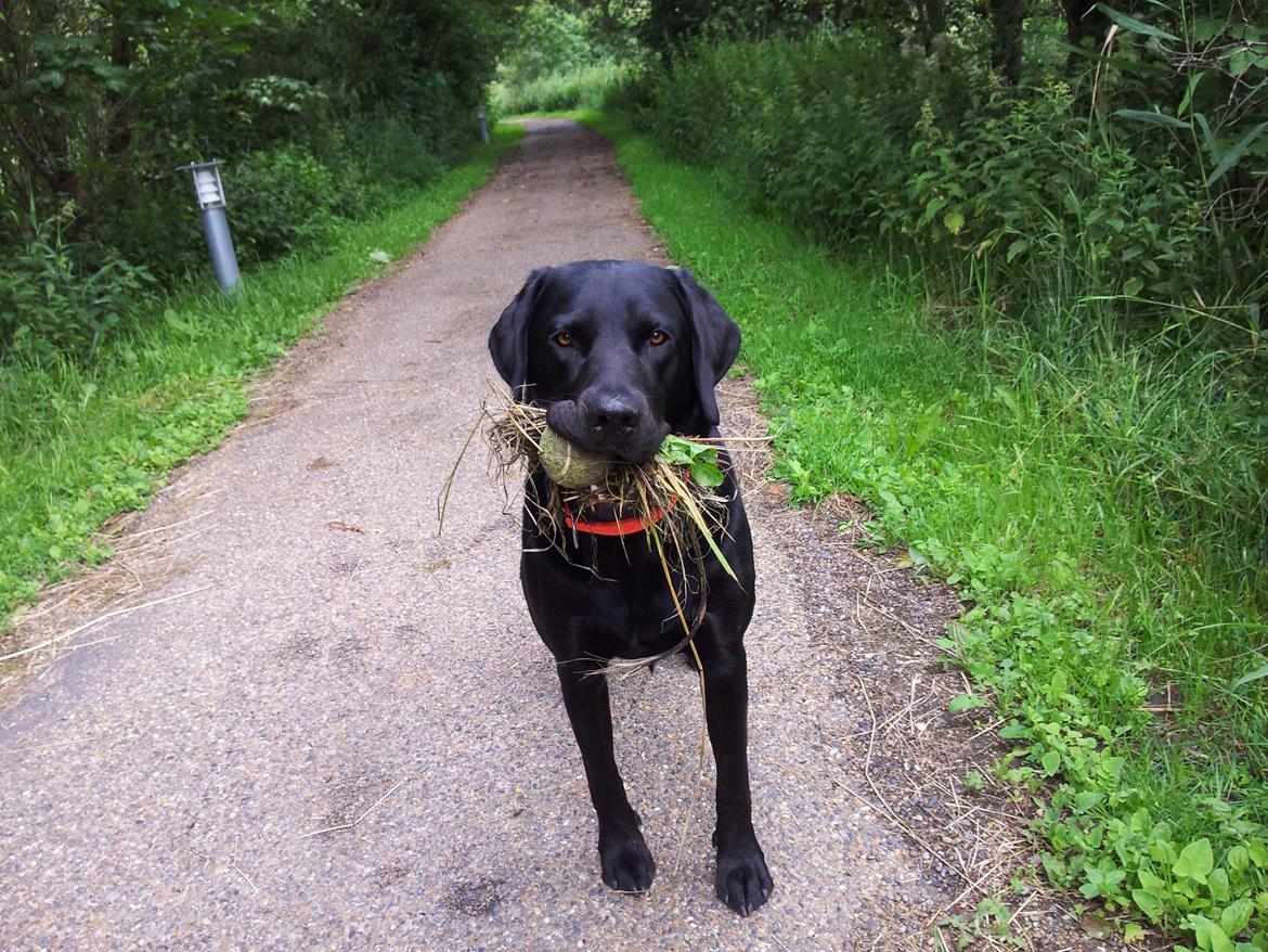 Labrador retriever Sacho billede 1