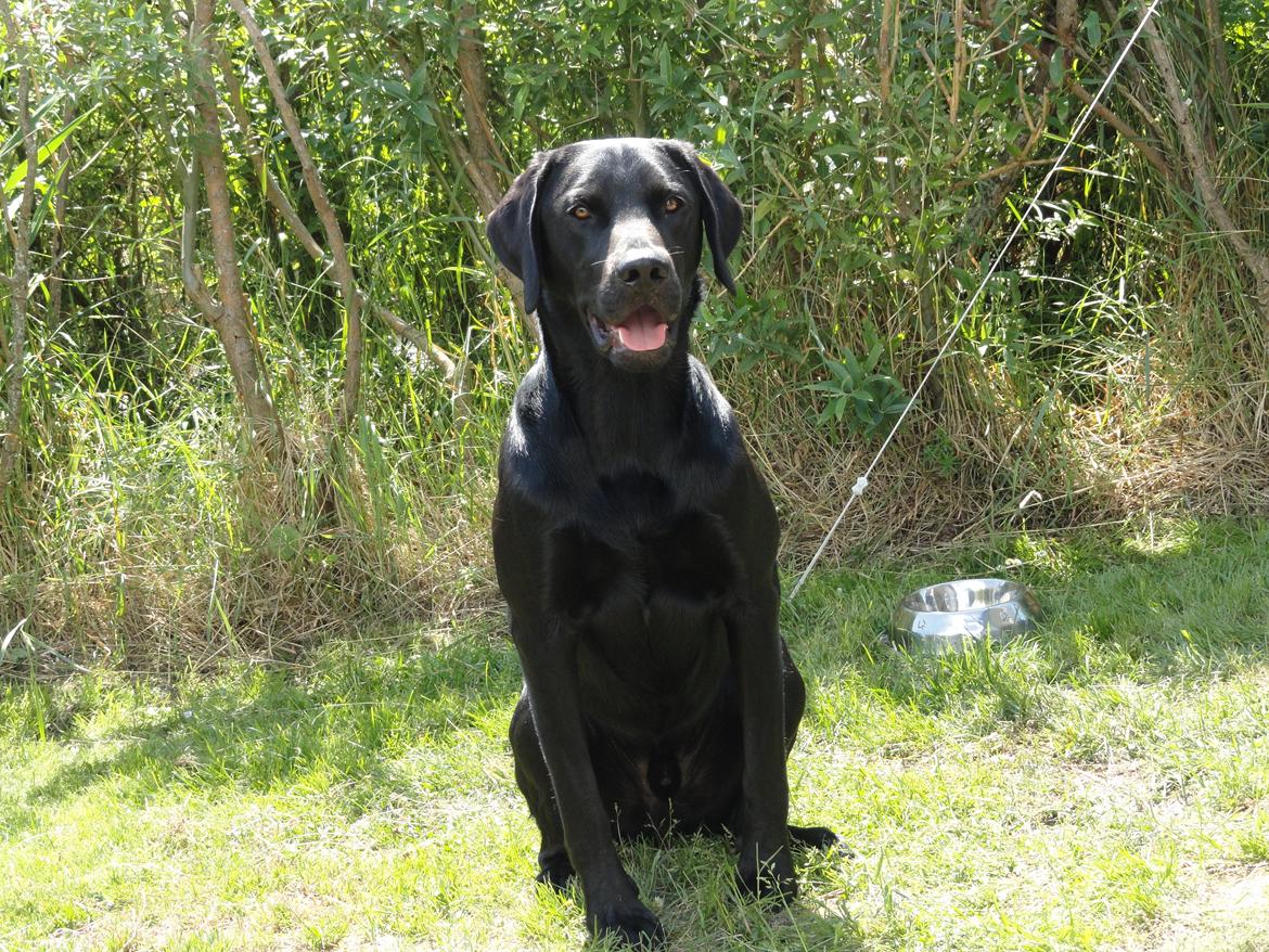 Labrador retriever Sacho billede 4