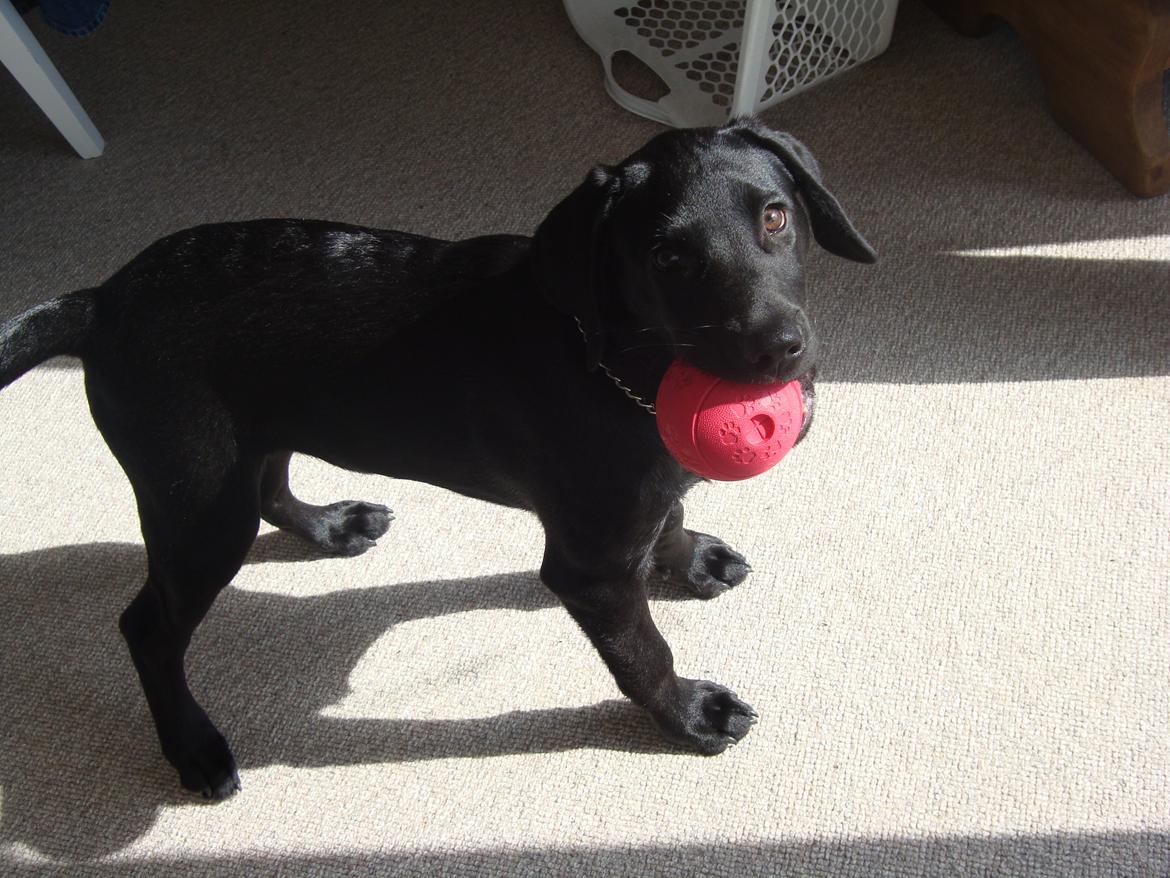 Labrador retriever Sacho billede 5