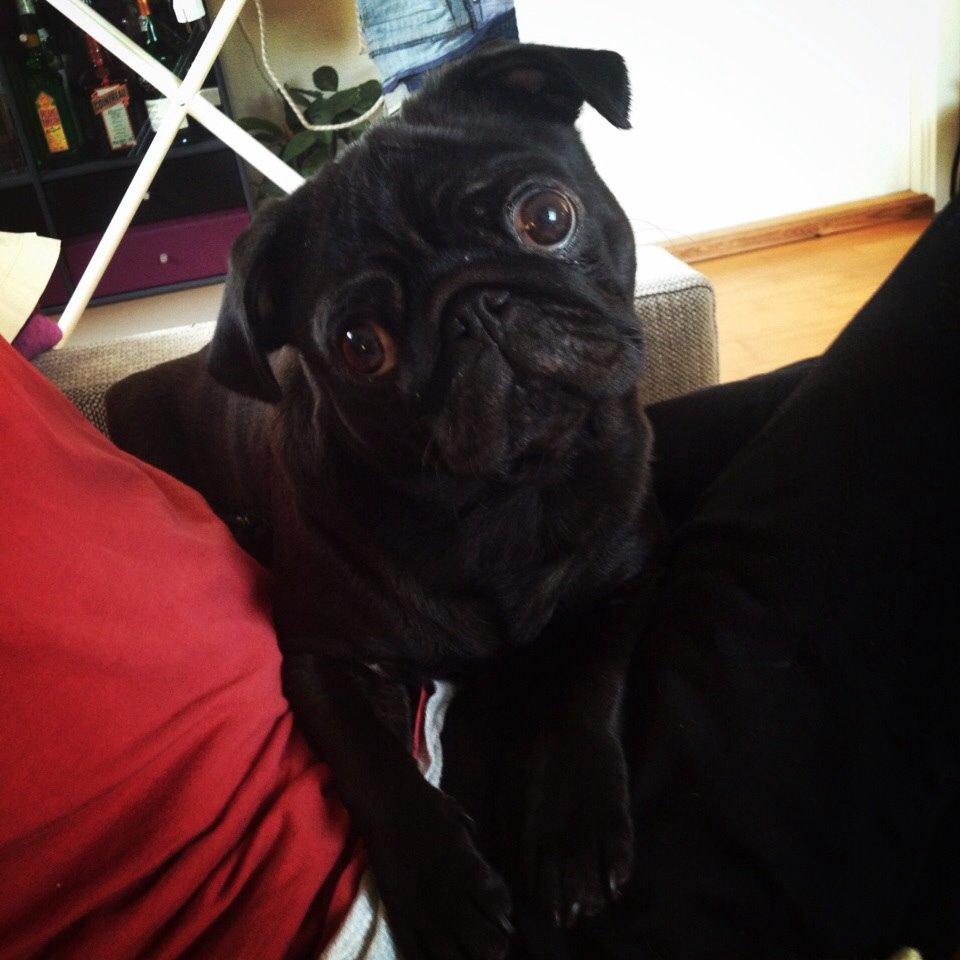 Mops Berta billede 19