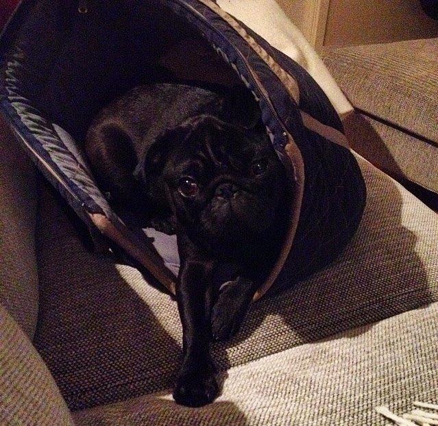 Mops Berta billede 8