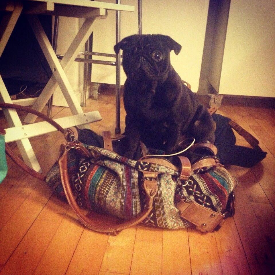 Mops Berta billede 15