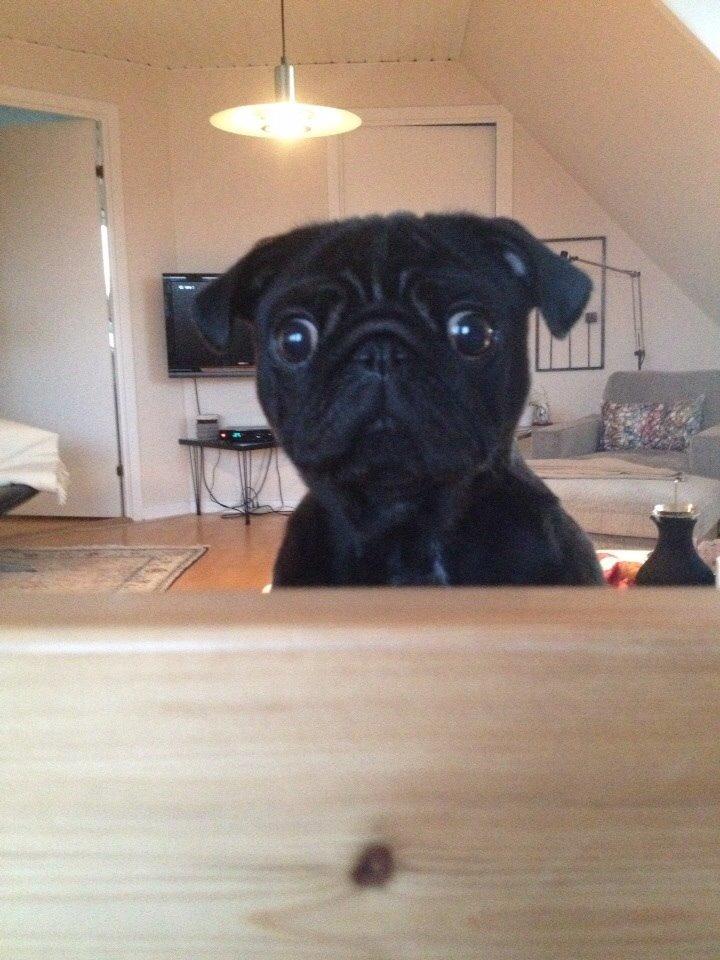 Mops Berta - Kuk kuk derude - velkommen til min profil billede 7