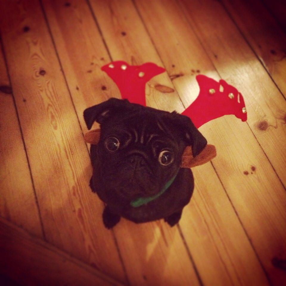 Mops Berta billede 14
