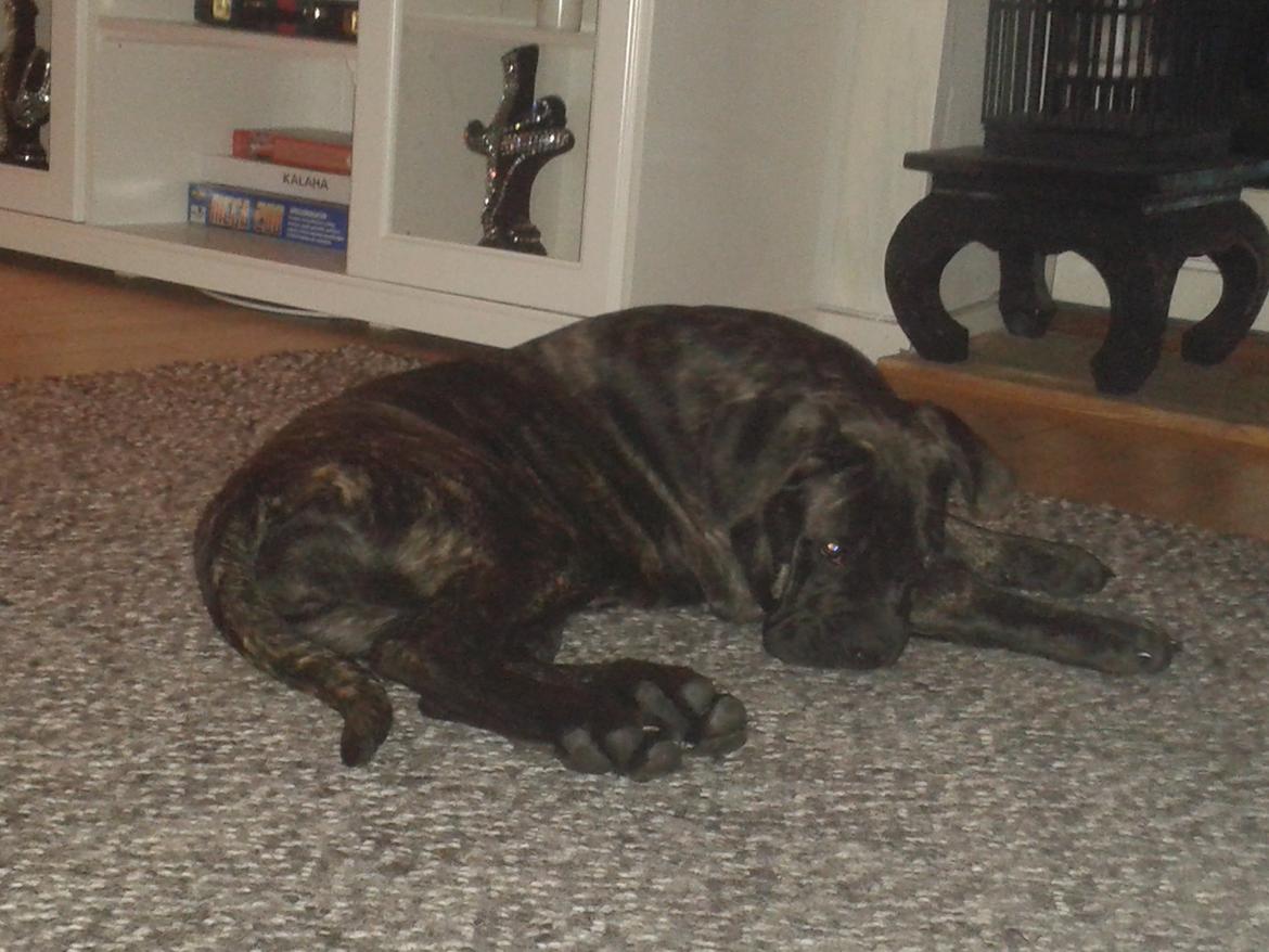 Cane corso Roxy (Venetia De Nobil rose) billede 3