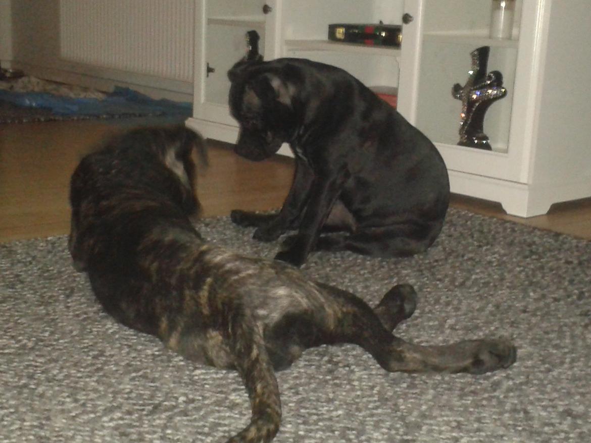 Cane corso Roxy (Venetia De Nobil rose) billede 4