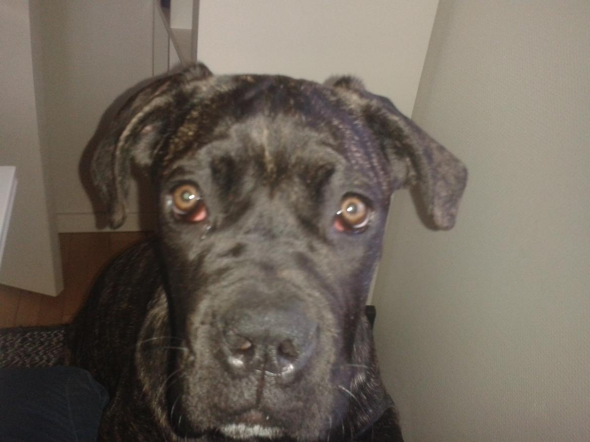 Cane corso Roxy (Venetia De Nobil rose) billede 5