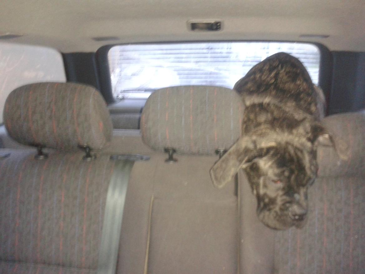 Cane corso Roxy (Venetia De Nobil rose) billede 6