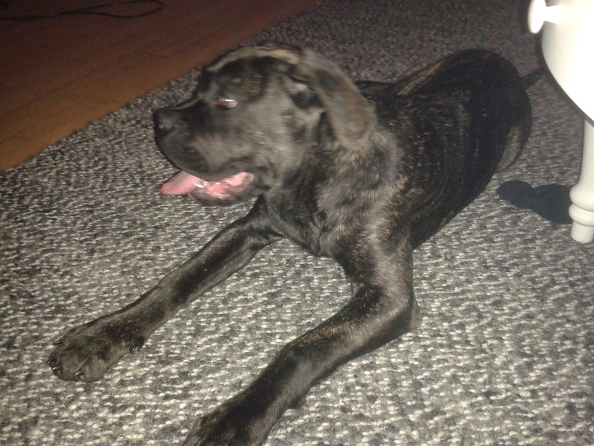 Cane corso Roxy (Venetia De Nobil rose) billede 7