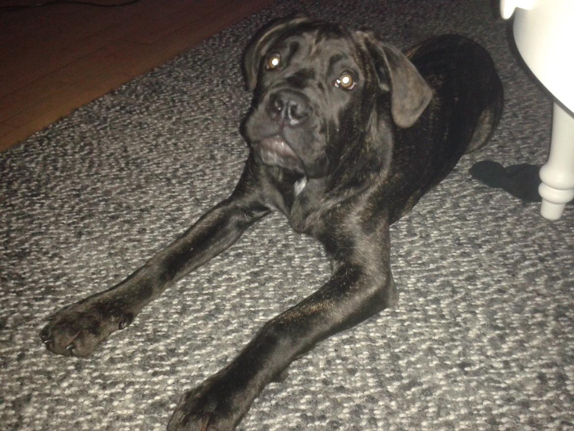 Cane corso Roxy (Venetia De Nobil rose) billede 8