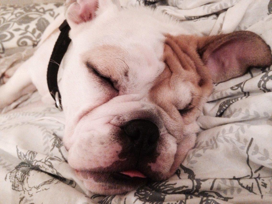 Engelsk bulldog Molosshusets Kiss AKA Cookie billede 8