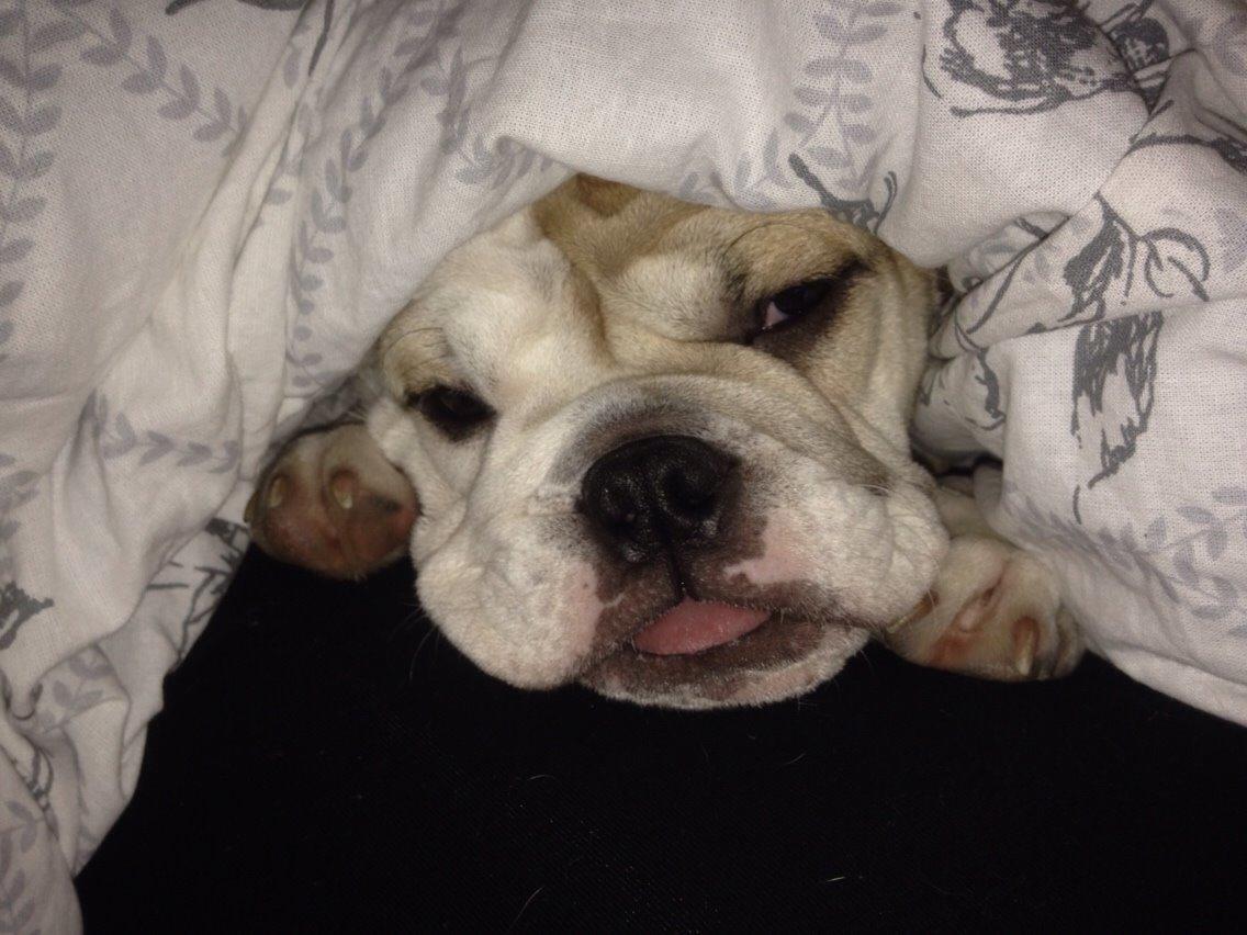 Engelsk bulldog Molosshusets Kiss AKA Cookie billede 9