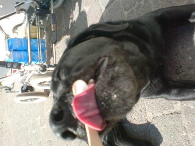 Blanding af racer sally billede 11