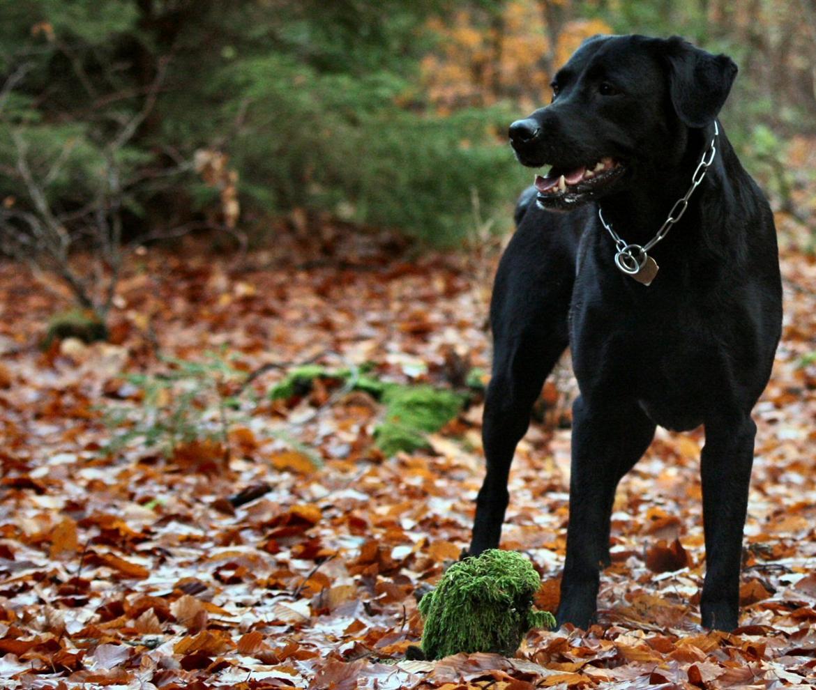 Blanding af racer sally billede 12
