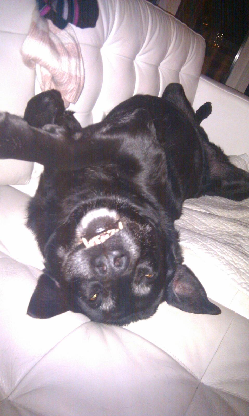 Blanding af racer sally billede 14