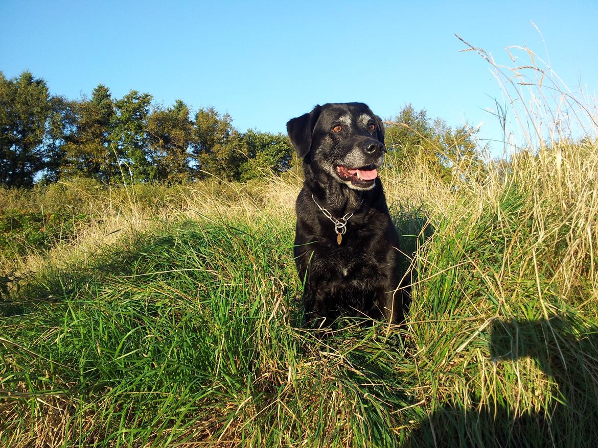 Blanding af racer sally billede 15