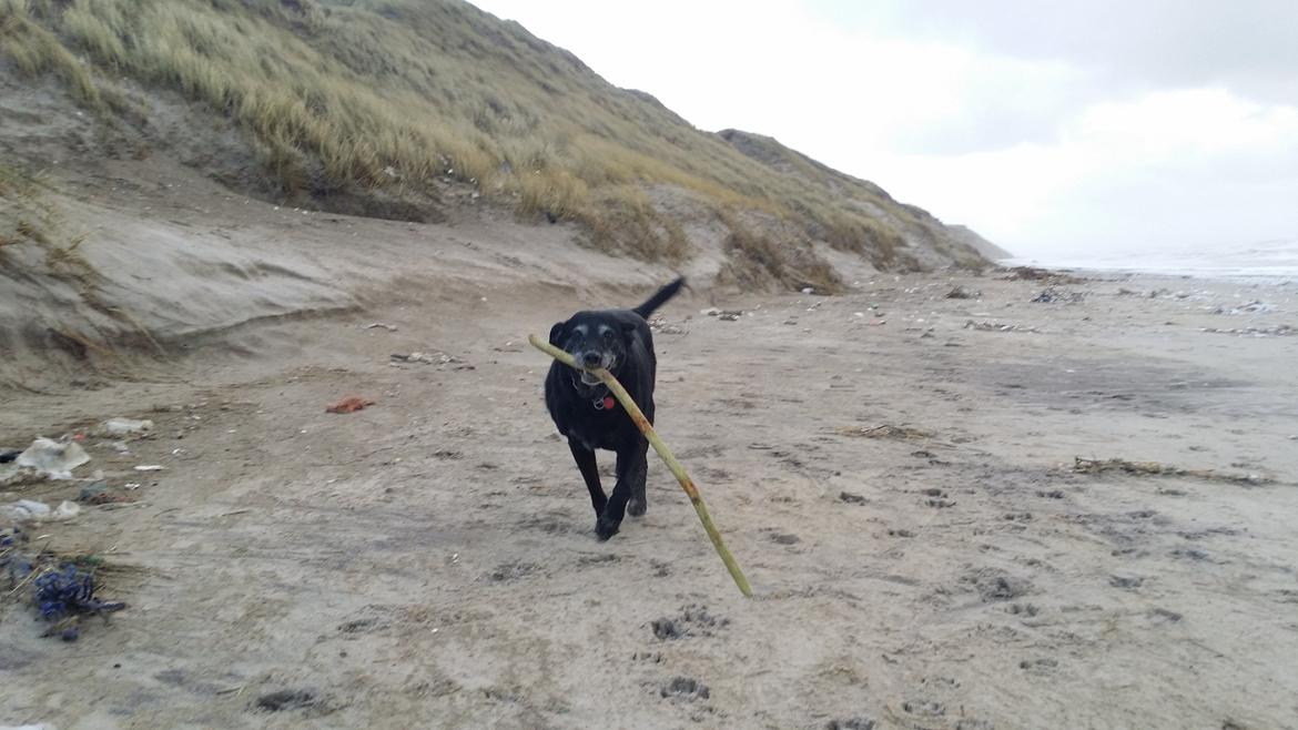 Blanding af racer sally billede 16