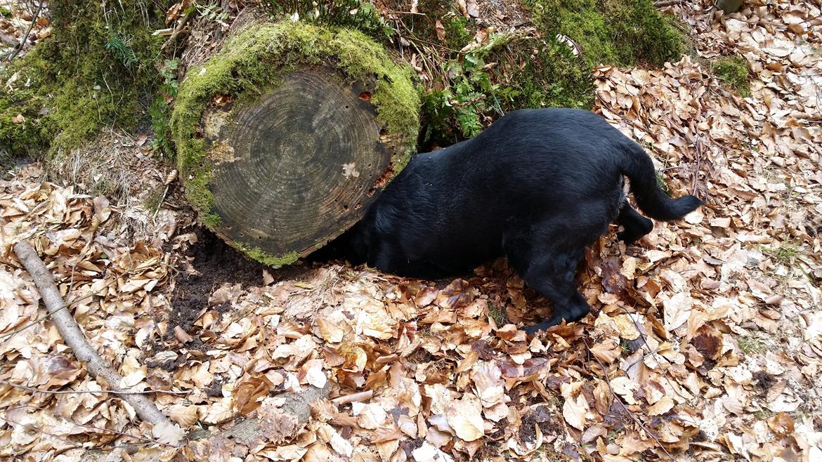 Blanding af racer sally billede 17