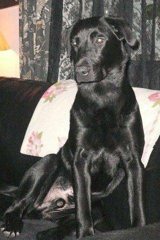 Labrador retriever carl billede 1