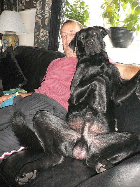 Labrador retriever carl billede 2