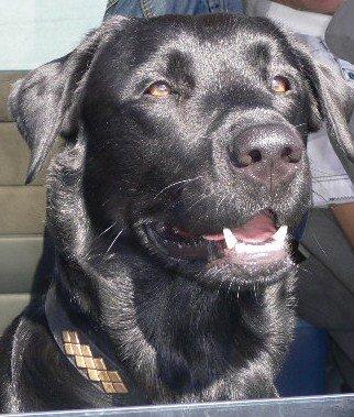 Labrador retriever carl billede 3