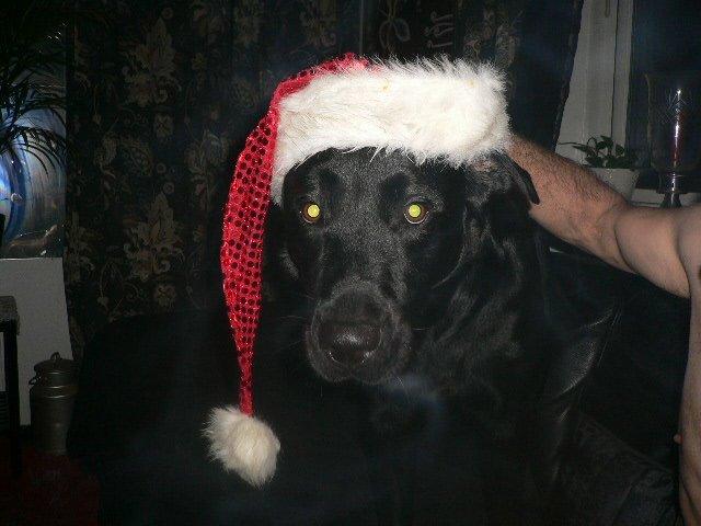 Labrador retriever carl billede 4