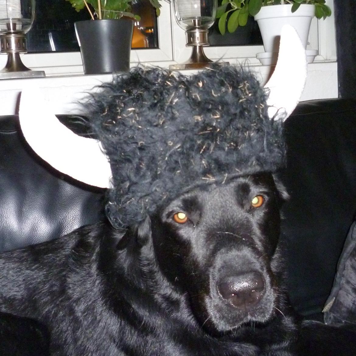 Labrador retriever carl billede 5