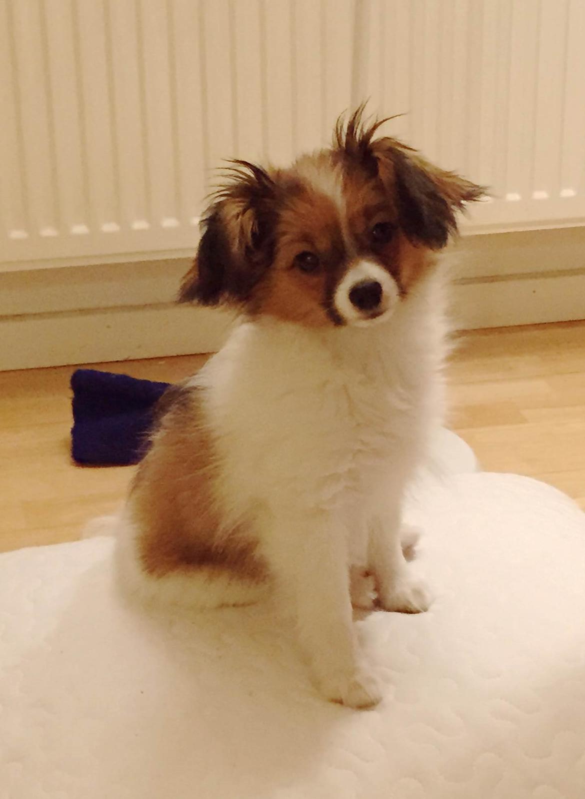 Phalene Choko billede 2