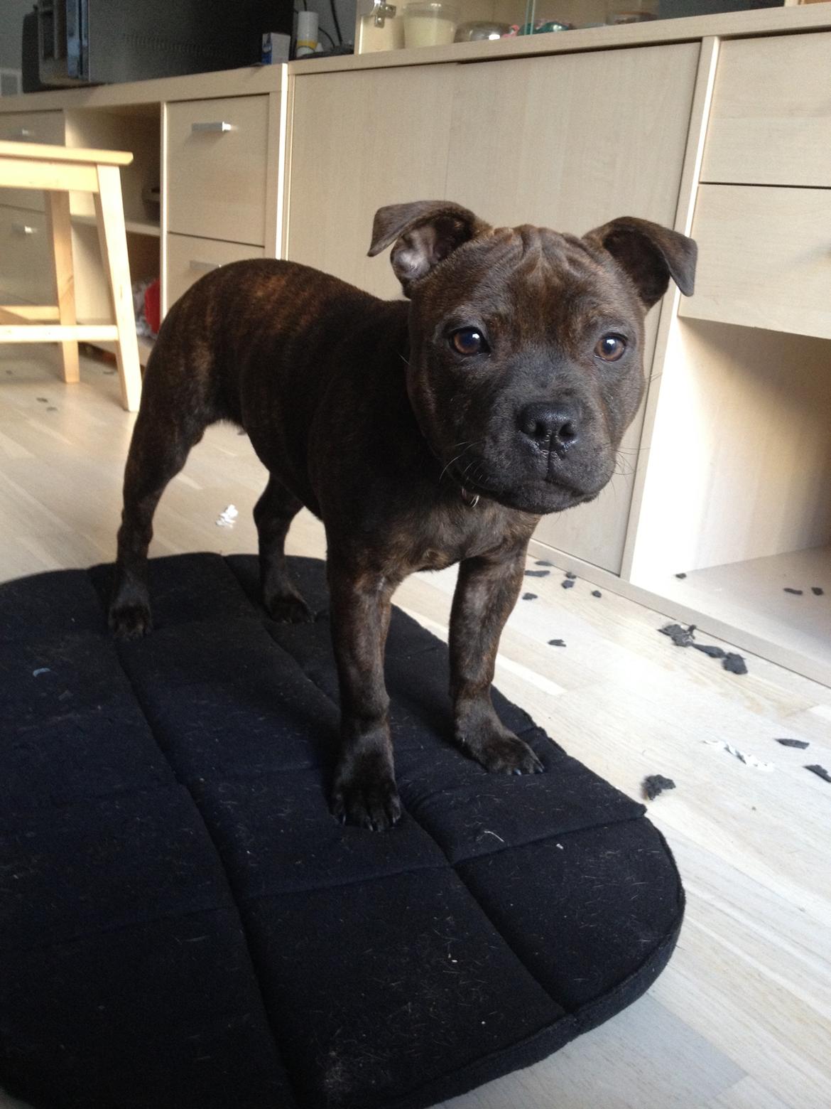 Staffordshire bull terrier Oijo billede 30